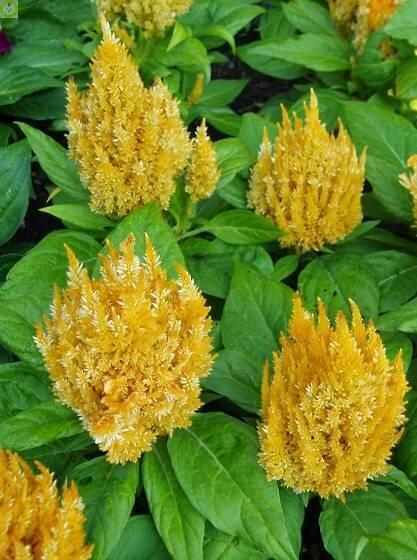 Купить оптом в Ботанике семена Целозия Кимоно Еллоу ЗС бренд Золотая сотка