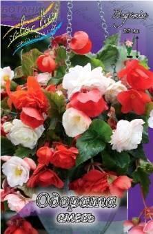 Купить оптом в Ботанике Бегония Одората смесь 5 шт