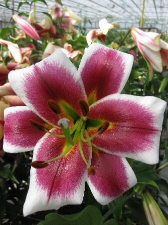 Купить оптом в Ботанике Лилия Солид Ред 5 шт