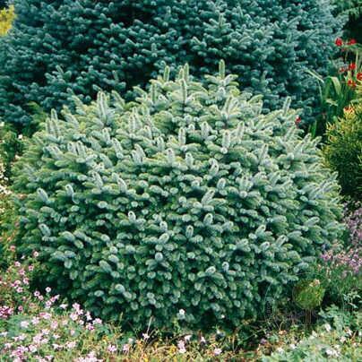 Купить оптом в Ботанике Ель ситхинская Тенас P9