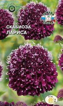 Купить оптом в Ботанике семена Скабиоза Лариса пурпурная Сед бренд СеДеК