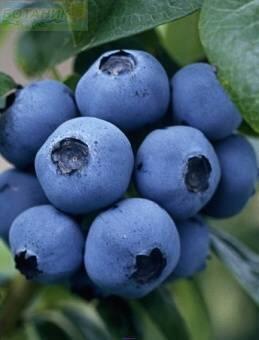 Купить оптом в Ботанике Голубика Спартан Р9