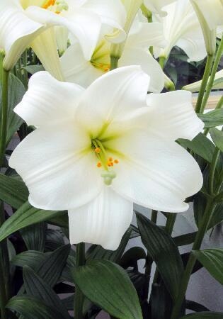 Купить оптом в Ботанике Лилия Глобал Хармони 7 шт