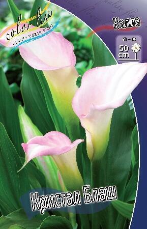 Купить оптом в Ботанике Калла Кристал Блаш 2 шт