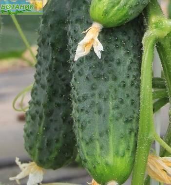 Купить оптом в Ботанике семена Огурец Теща F1 УУ бренд Урожай Удачи