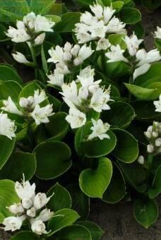 Купить оптом в Ботанике Хоста Монстр Иэрс 1 шт