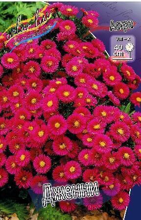 Купить оптом в Ботанике Астра Дженни 1 шт