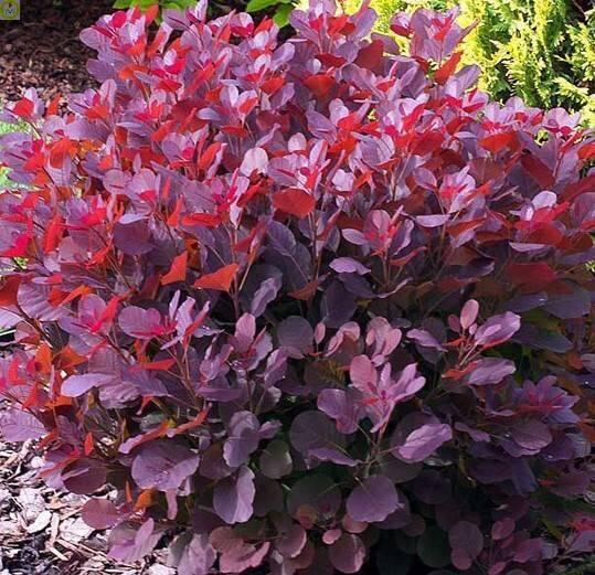 Купить оптом в Ботанике Скумпия кожевенная Лилла