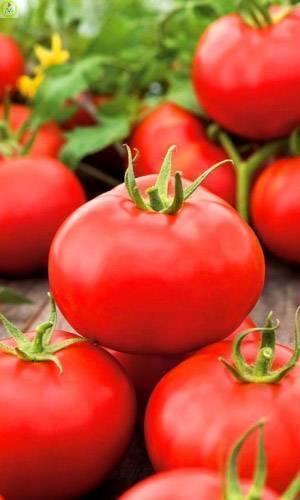 Купить оптом в Ботанике семена Томат Инфинити F1 УД бренд Уральский дачник