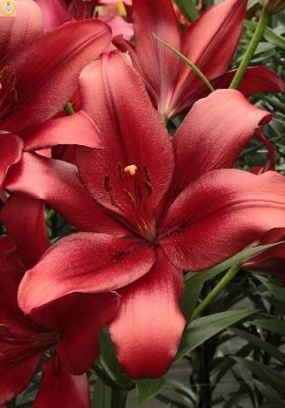 Купить оптом в Ботанике Лилия Ред Алерт 5 шт