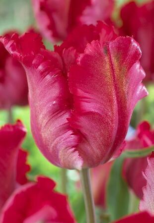 Купить оптом в Ботанике Тюльпан Гарден Файр 10 шт