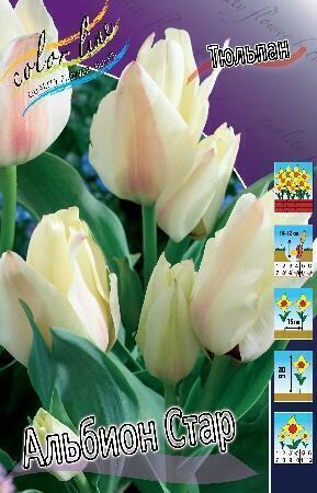 Купить оптом в Ботанике Тюльпан Альбион Стар 10 шт