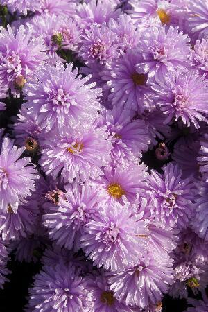 Купить оптом в Ботанике Астра Феллоушип 1 шт