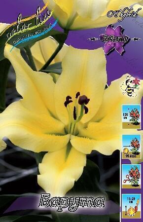 Купить оптом в Ботанике Лилия Барута 7 шт