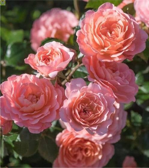 Купить оптом в Ботанике Роза Чантилли 1 шт миниатюрные