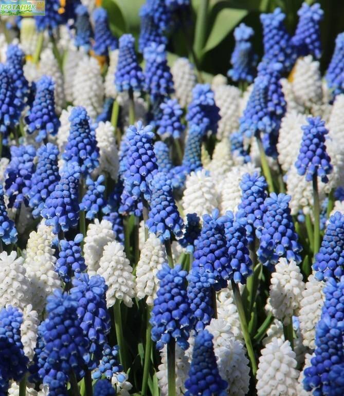 Купить оптом в Ботанике Мускари Спринг микс 10 шт