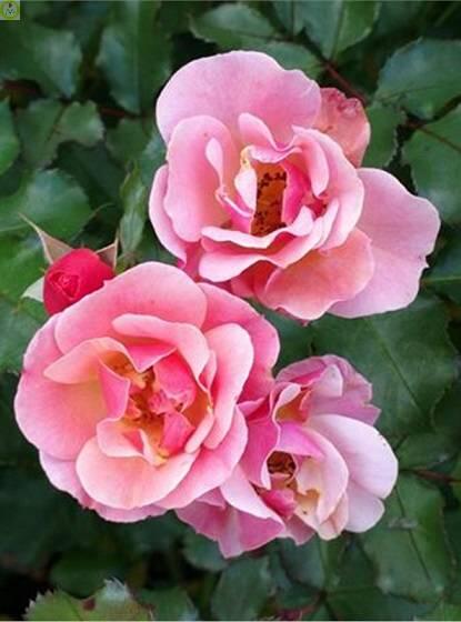 Купить оптом в Ботанике Роза Мьюзик 1 шт почвопокровная