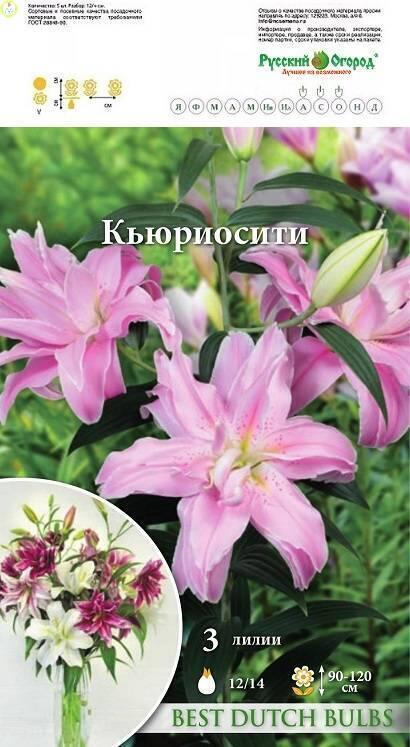 Купить оптом в Ботанике Лилия Кьюриосити 12/14