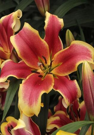 Купить оптом в Ботанике Лилия Матисс 7 шт