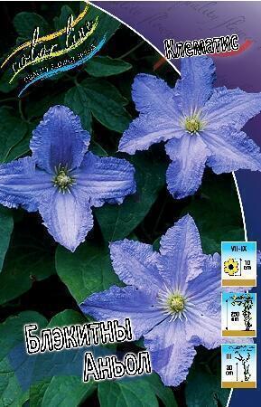 Купить оптом в Ботанике Клематис Блэкитны Аньол 2 шт