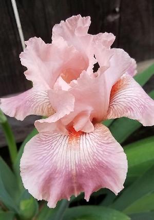 Купить оптом в Ботанике Ирис Глиттер Репинк 1 шт