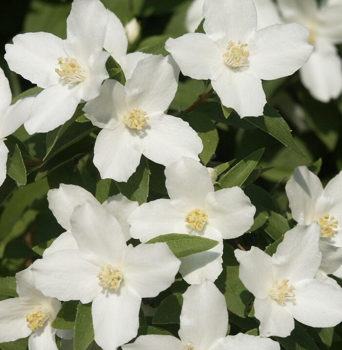 Купить оптом в Ботанике Чубушник Сильбергрин P9