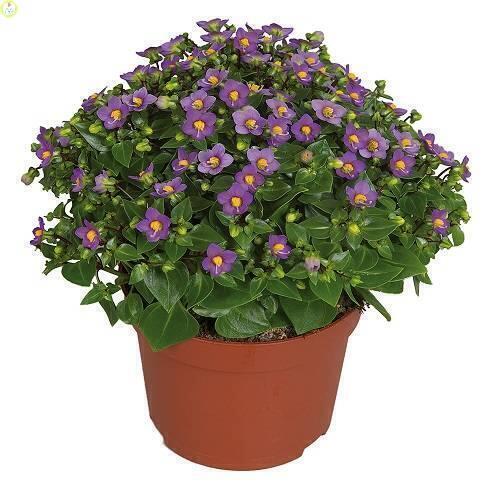 Купить оптом в Ботанике семена Экзакум Принцесс Дип Блю ССО бренд Сортсемовощ