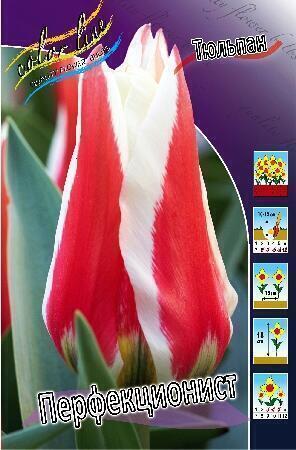 Купить оптом в Ботанике Тюльпан Перфекционист 10 шт