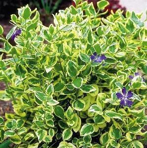 Купить оптом в Ботанике Барвинок Вариегата большой