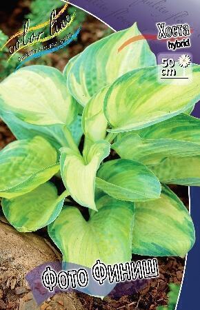 Купить оптом в Ботанике Хоста Фото Финиш 1 шт