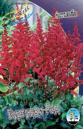 Купить оптом в Ботанике Астильба Бургунди ред 1 шт