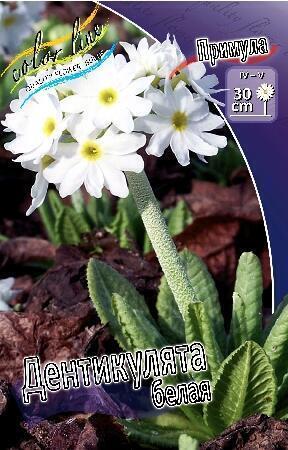 Купить оптом в Ботанике Примула Дентикулята белый 1 шт