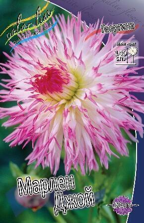 Купить оптом в Ботанике Георгина Марлен Джой 1 шт бахромчатые