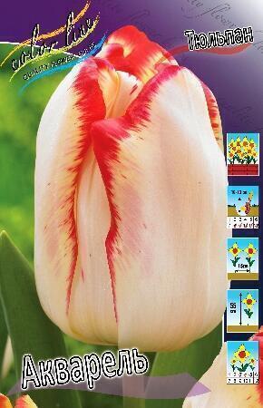 Купить оптом в Ботанике Тюльпан Акварель 7 шт