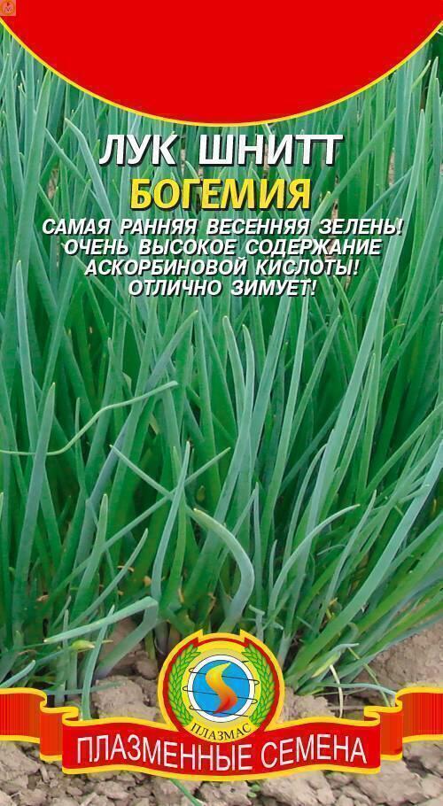 Купить оптом в Ботанике семена Лук шнитт Богемия Плз бренд Плазмас