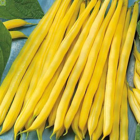 Купить оптом в Ботанике семена Фасоль Сонеста СиО бренд Сад и огород