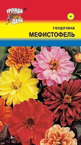 Купить оптом в Ботанике семена Георгина Мефистофель УУ бренд Урожай Удачи