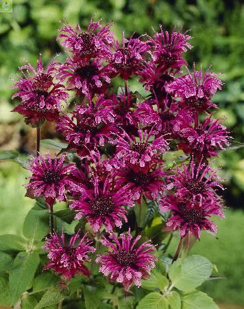 Купить оптом в Ботанике Монарда Мохоук 50шт