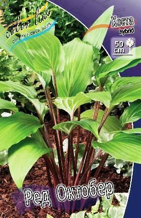 Купить оптом в Ботанике Хоста Ред Октобер 25 шт
