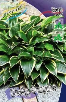 Купить оптом в Ботанике Хоста Шейд Финале 2 шт