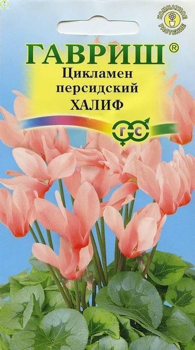 Купить оптом в Ботанике семена Цикламен Халиф Гав бренд Гавриш