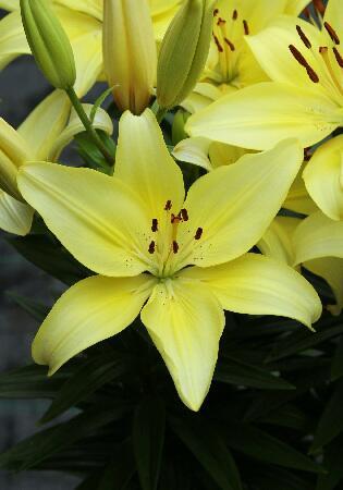 Купить оптом в Ботанике Лилия Крем Джой 5шт