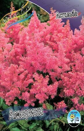 Купить оптом в Ботанике Астильба Америка 1 шт