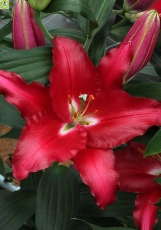 Купить оптом в Ботанике Лилия Баккарди 12/14 25шт