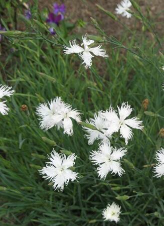 Купить оптом в Ботанике семена Гвоздика травянка Белая Акв бренд Акварель