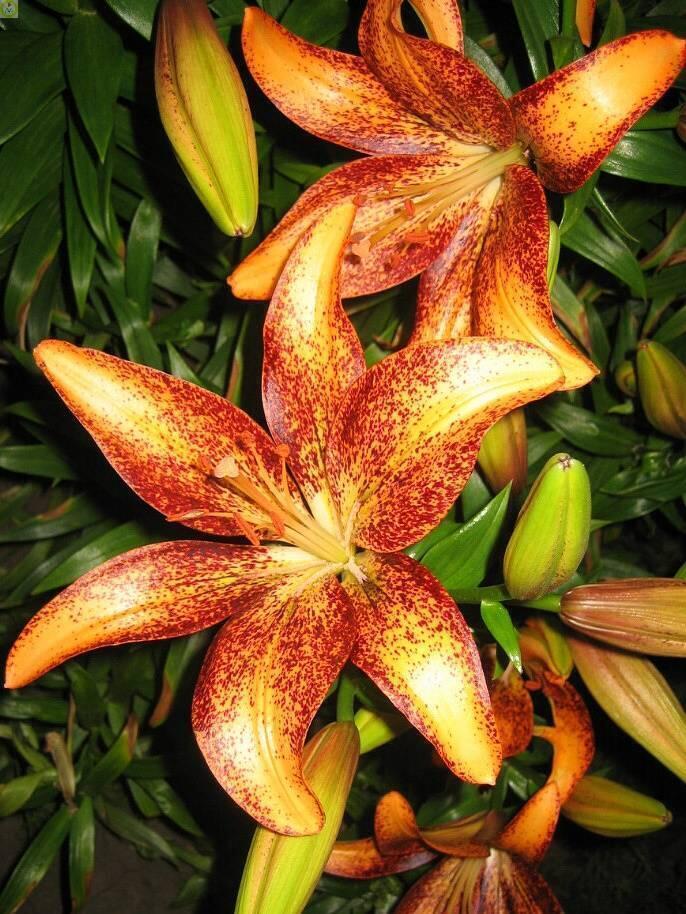 Купить оптом в Ботанике Лилия Кентукки 5 шт