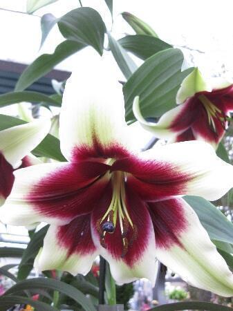 Купить оптом в Ботанике Лилия Куши Майа 5 шт