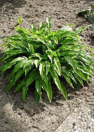 Купить оптом в Ботанике Хоста Грин Бэг 1 шт