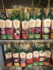 Розы по СУПЕР цене!