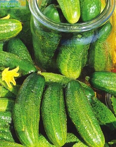 Купить оптом в Ботанике семена Огурец Баночный F1 Аэл бренд Аэлита